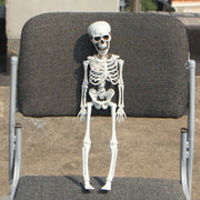 Realistic Skeleton Model for Halloween Decoration